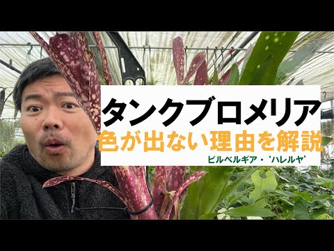 テルタワー リュブヒェン 植物
