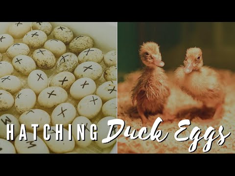 , title : 'Incubating Ducklings (Start To Finish) Everything You Need To Know | Gold Shaw Farm Sent Us Eggs!!!'