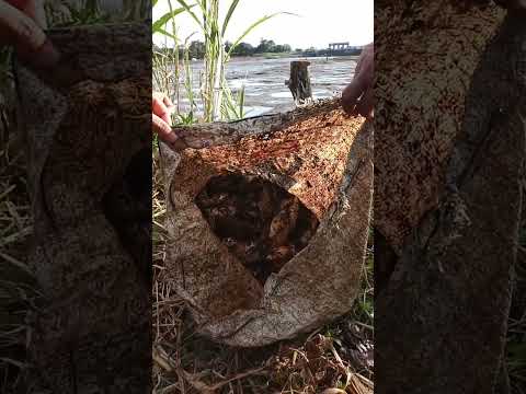 ikan tangkapan di bendungan wlingi raya