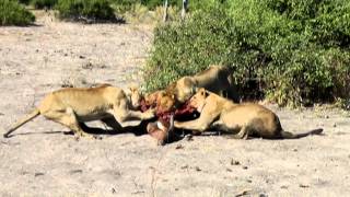 Cruel Nature: Lions eating their prey while it is still alive!