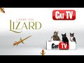 CAT TV Cat Games Larry The Lizard Videos For Cats