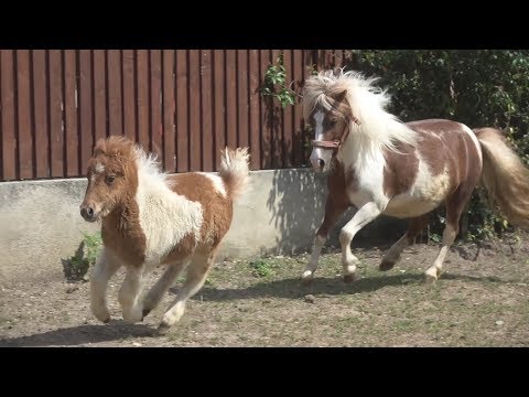 Poneiul Bujorel | Andreea | Floresti, Cluj - 2018