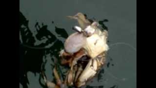 preview picture of video 'Feeding Crabs in Bodega Bay (part 11)'