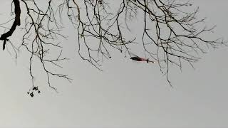 Houston Independence Heights: Shots Fired (The Acacia Strain - Smoke Ya Later)