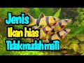 Ikan Hias Yang Kebal Penyakit