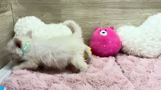 ハーフ犬の動画01