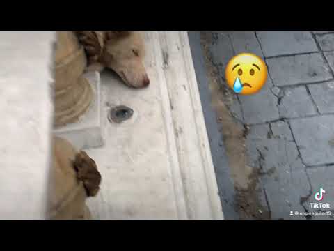 BE KIND TO HELPLESS.. STRAY DOGS, CATS, PEOPLE