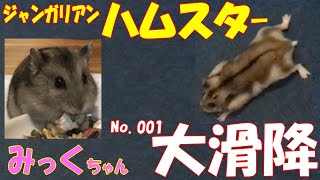 ハムスター 大滑降