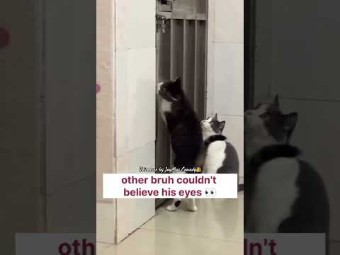 We finna get up outta here 😂😂 #cats #voiceover #comedy