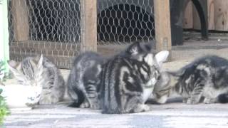 Katze Mimi - Mimis Babys geht es gut 