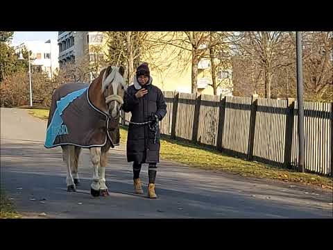 Sehnenschaden - Teil 1 - Unser Alltag