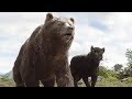 The Jungle Book 2016 Baloo Bagheera Saves Mowgli Scenes