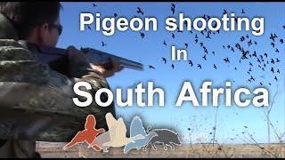 Dove Shooting South Africa £175 per person March to September 2018 United kingdom