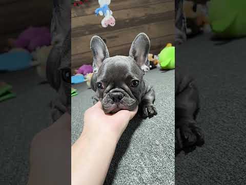 Video 3