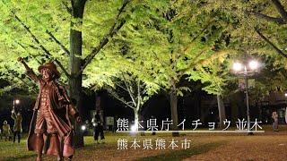 熊本県庁イチョウ並木　2022年秋