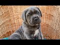 Cane Corso dogs for sale: Maximus (Champion Bloodline) - Video 1