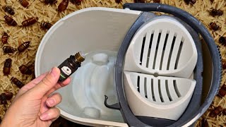 GOODBYE COCKROACHES! 🪳 WHAT SHOULD YOU WIPE THE FLOOR WITH TO PREVENT THEM AT HOME? 
