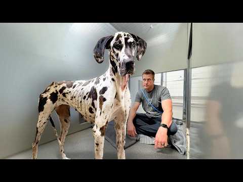 Telling a Giant Dog she's a GOOD GIRL - YouTube