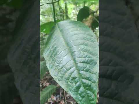 Instalación de camaras trampas en verdum la Celia Risaralda 