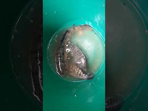 Estes peixes lindos que pegamos no Rio quatro pontes@neiva alves dos santos