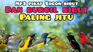 Download lagu Suara Pikat Sogon Ribut Kombinasi Burung Kecil Ribut Paling Jitu mp3