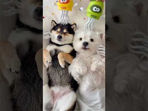 ASMR | Manyu & Bai | Immersive Spa Care for Two Pups