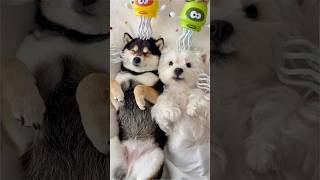 Download lagu ASMR | Manyu & Bai | Immersive Spa Care for Two Pups mp3 Download lagu ASMR | Manyu & Bai | Immersive Spa Care for Two Pups mp3