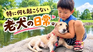 いつもの2倍歩いた老犬ジョン｜最後は大好きな唐揚げ