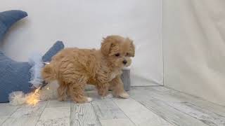 ハーフ犬の動画01