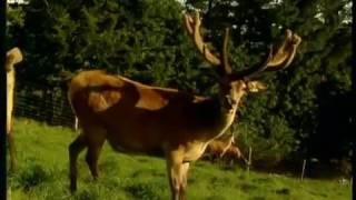 How Deer Antler Velvet is Processed | Antler Farms Deer Antler Velvet