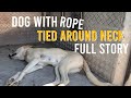 Dog With Rope Tied Around Neck Full Story