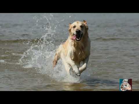 Dogs having fun at the beach during summer