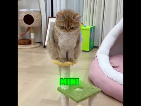 This little kitten earned favor and affection through her own efforts.#cat #cute #funny #shorts