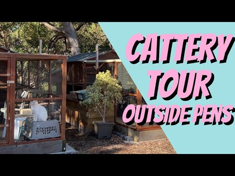 Want to see my Cattery Setup?  Part 2  Cat Breeding For Beginners, Cuddleton Cattery Tour