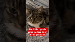 Download lagu #cat #cats #shortsviral #shortsyoutube #shorts #short #shortsviral #shorts #pets #pet #shorts #cat mp3