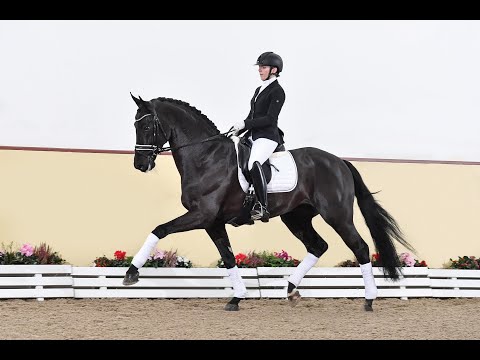 Lord Europe - Hengstkollektion Schockemöhle & Helgstrand 2021 DEU