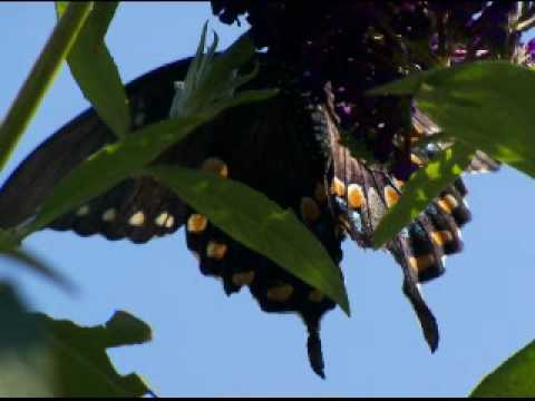 Breakfast in the Flower Garden Set to Tiny Geometries Deep Breakfast by Ray Lynch