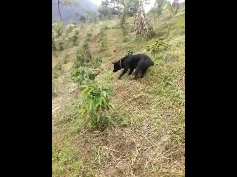 Venta de Lote en Vereda Santa Marta, Samaná, Caldas #ventalote #samana #caldas #oportunidad