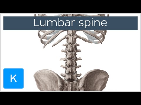 Lumbar Spine Anatomy and Function - Human Anatomy | Kenhub