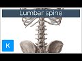 Lumbar Spine Anatomy and Function - Human Anatomy | Kenhub