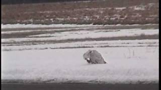 preview picture of video 'Snowy Owl at McGuire AFB'