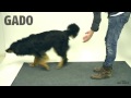 Pes a mágia (Tex) - Známka: 1, váha: obrovská