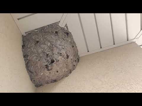 Large Bald-Faced Hornets Nest Up in the Corner of the Soffit in Jackson, NJ