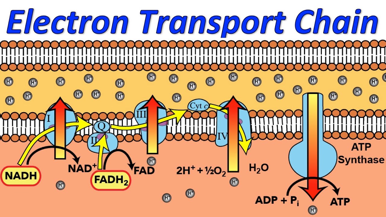 Mysteries of the Electron Transport Chain, Revealed in Rap!