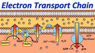 Electron Transport Chain (Music Video)