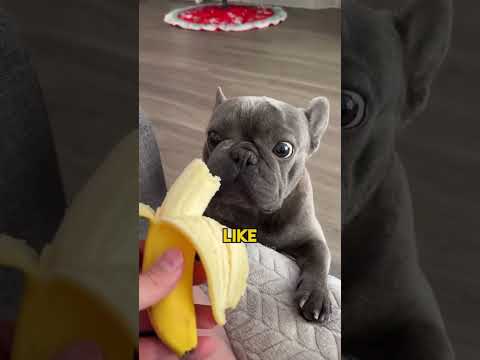 Frenchie Vibes #frenchbulldog  #frenchie  #smalldogbreeds