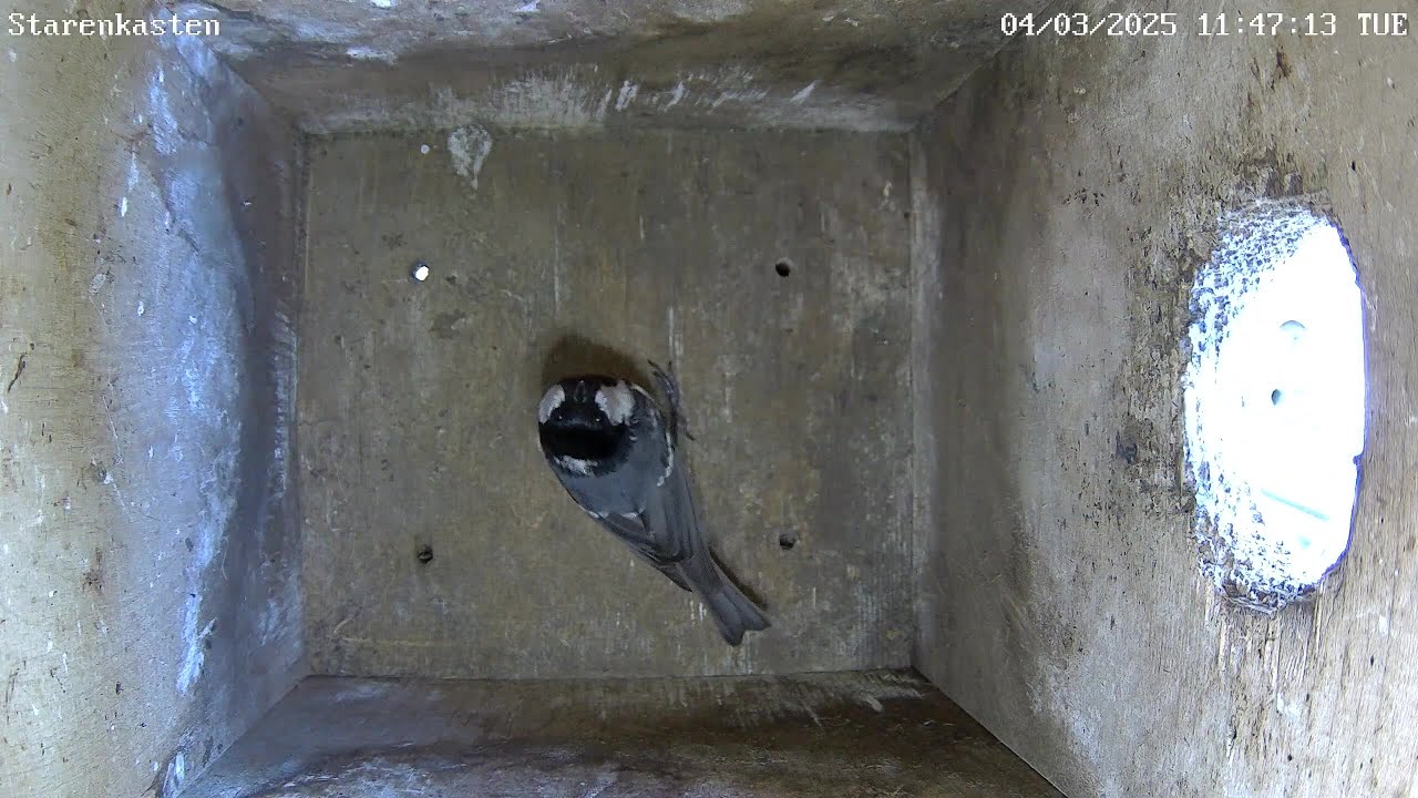 Tannenmeise im Starenkasten