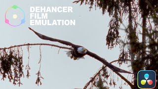 WILDLIFE DEHANCER PRO FILM EMULATION | OVERVIEW | QUICKSTART SETUP | RESOLVE