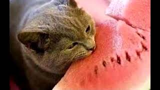 🍉🐈