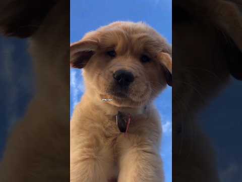 𝙄𝙢𝙖𝙜𝙞𝙣𝙚 𝙨𝙤𝙢𝙚𝙤𝙣𝙚 𝙜𝙞𝙛𝙩 𝙮𝙤𝙪 𝙖 𝙥𝙪𝙥𝙥𝙞𝙚𝙨 #shorts #short #youtubeshorts #doglovers #status #viral